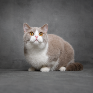 Unsere Katzen 1