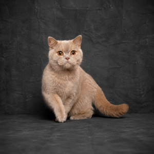 Unsere Katzen 2