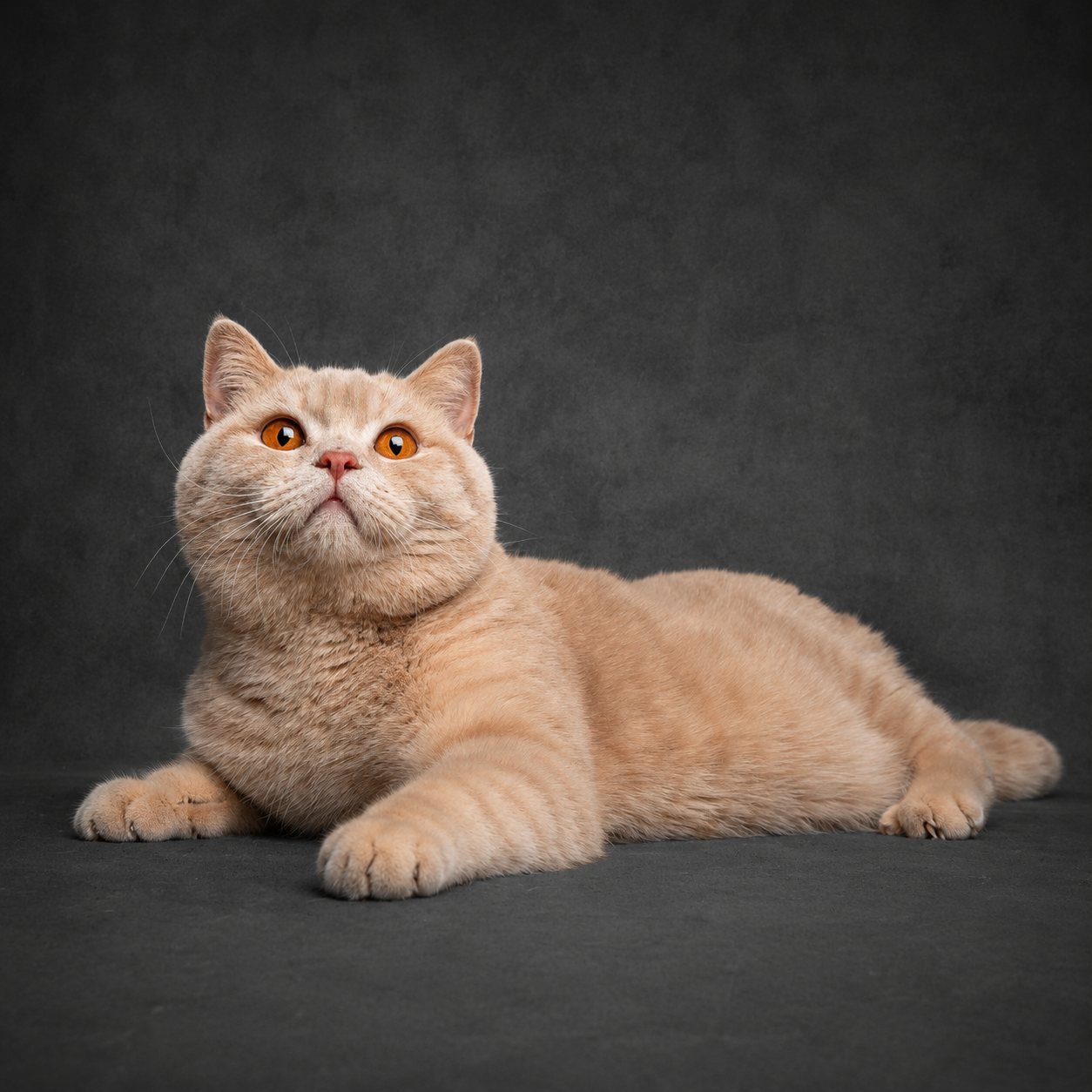 Unser BKH Zuchtkater