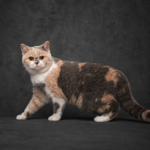Zuchtkatze Bild Startseite