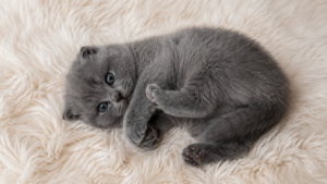 kitten 2